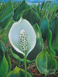 Attēlu rezultāti vaicājumam “Calla palustris”