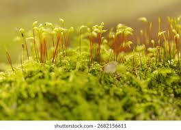 Attēlu rezultāti vaicājumam “Pohlia nutans sporophyte”