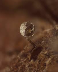 Attēlu rezultāti vaicājumam “Didymium proximum macro”