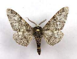 Attēlu rezultāti vaicājumam “Biston betularia”