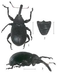 Attēlu rezultāti vaicājumam “Anthonomus phyllocola”