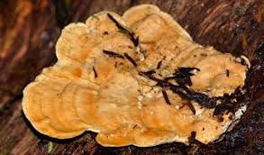 Attēlu rezultāti vaicājumam “Rigidoporus crocatus”