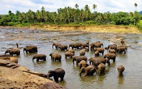 Image result for Яла заповедник