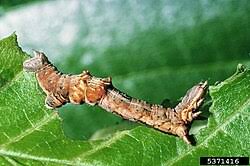 Attēlu rezultāti vaicājumam “Selenia dentaria imago”