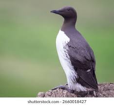 Image result for Uria aalge