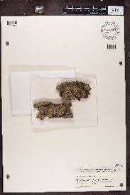 Attēlu rezultāti vaicājumam “Lecanora conizaeoides”