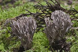 Attēlu rezultāti vaicājumam “Clavulina cinerea”