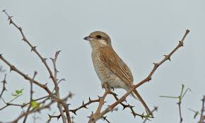 Attēlu rezultāti vaicājumam “Lanius collurio female”