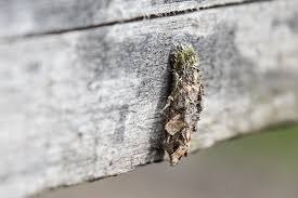 Attēlu rezultāti vaicājumam “Proutia betulina”