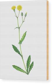 Attēlu rezultāti vaicājumam “Crepis paludosa flower”