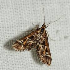 Attēlu rezultāti vaicājumam “Diasemia reticularis”