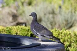 Attēlu rezultāti vaicājumam “Columba palumbus adult”