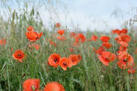 Image result for Mohn