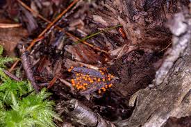 Attēlu rezultāti vaicājumam “Trichia decipiens”