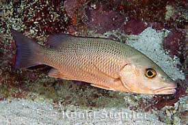 Image result for Lutjanus griseus