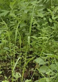 Attēlu rezultāti vaicājumam “Poa remota”