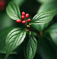 Attēlu rezultāti vaicājumam “Cornus sanguinea”