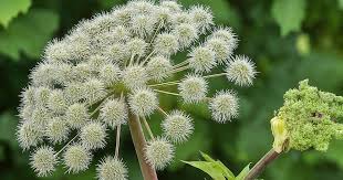 Attēlu rezultāti vaicājumam “Angelica archangelica leaf”