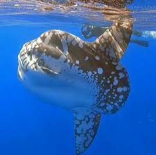 Image result for Mola alexandrini