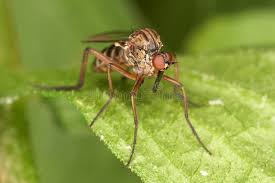 Attēlu rezultāti vaicājumam “Rhagionidae”