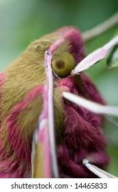 Attēlu rezultāti vaicājumam “Deilephila elpenor imago”