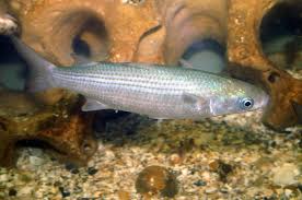 Image result for Chelon labrosus