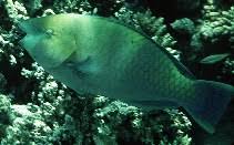 Image result for Scarus ferrugineus
