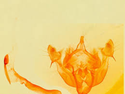 Attēlu rezultāti vaicājumam “Oligia sp.”