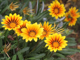 Image result for Gazanien