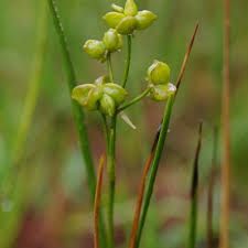 Attēlu rezultāti vaicājumam “Scheuchzeria palustris fruit”