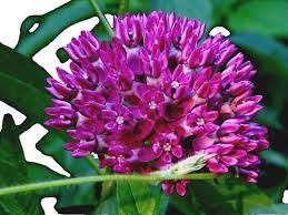 Attēlu rezultāti vaicājumam “Campanula trachelium bud”