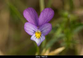 Attēlu rezultāti vaicājumam “Viola tricolor subsp. curtisii”