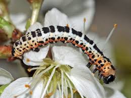 Attēlu rezultāti vaicājumam “Abraxas grossulariata imago”