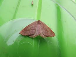 Attēlu rezultāti vaicājumam “Hylaea fasciaria”