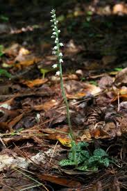 Attēlu rezultāti vaicājumam “Goodyera repens bud”