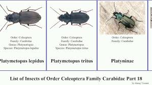 Attēlu rezultāti vaicājumam “Poecilus lepidus”