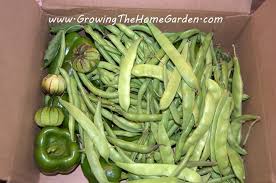 Attēlu rezultāti vaicājumam “Leguminosae”