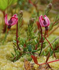 Attēlu rezultāti vaicājumam “Oxycoccus microcarpus”