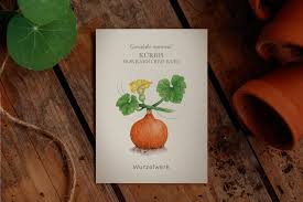 Image result for Kürbis