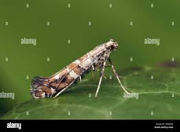 Attēlu rezultāti vaicājumam “Gracillaria syringella larva”