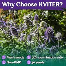 Attēlu rezultāti vaicājumam “Eryngium planum fruit”