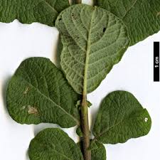 Attēlu rezultāti vaicājumam “Salix aurita”