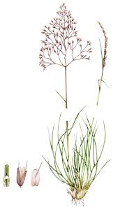 Attēlu rezultāti vaicājumam “Deschampsia flexuosa”