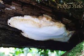 Attēlu rezultāti vaicājumam “Antrodia crassa”