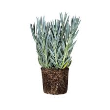 Attēlu rezultāti vaicājumam “Senecio”