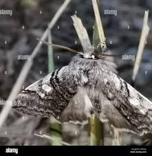Attēlu rezultāti vaicājumam “Achlya flavicornis”