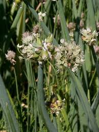 Attēlu rezultāti vaicājumam “Allium cepa”