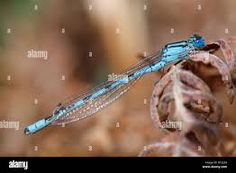 Attēlu rezultāti vaicājumam “Enallagma cyathigerum male”