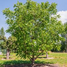 Attēlu rezultāti vaicājumam “Juglans ailanthifolia”