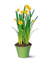 Attēlu rezultāti vaicājumam “Narcissus leaf”